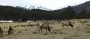 Herd of elk in the Rocky Mountain National Park, CO